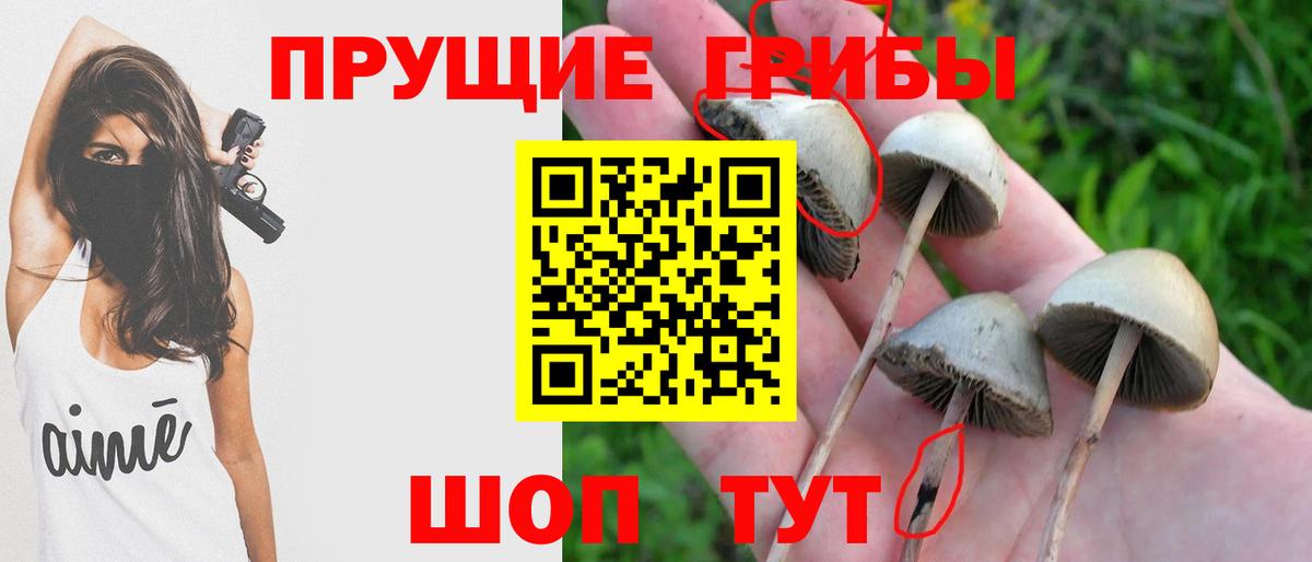 Псилоцибиновые грибы Cubensis Моздок